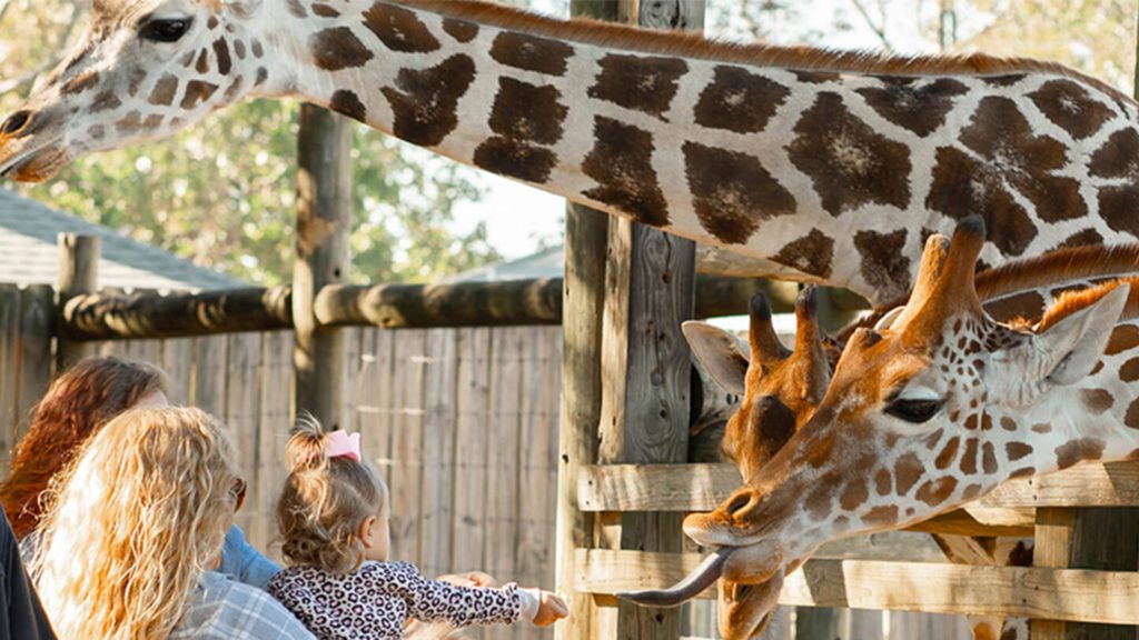 The best attraction that’s proven to captivate your children will definitely be our very own Gulf Breeze Zoo. 