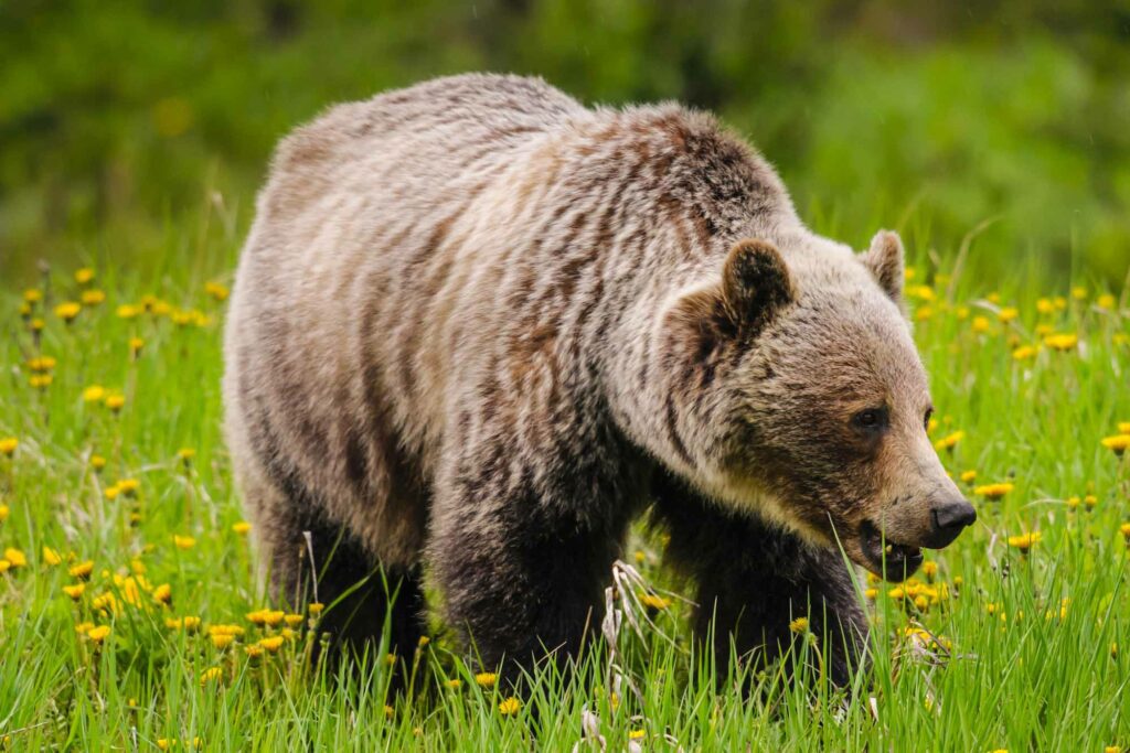 Some species of bears can be quite dangerous, and might appear if your rental is a cabin in the woods. 