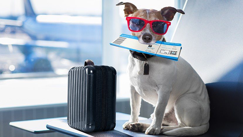 Guests will often bring their pets to their Airbnb rentals. What's most important is that they disclose said pets to their hosts, and that they keep an eye on them to ensure their safety. And don't forget to pack all their necessities in a pet-friendly kit.