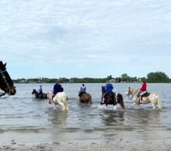 A full-service adventure trip business based in adjacent Lakewood Ranch, The Real BeachHorses provides a wide range of adventure trips.