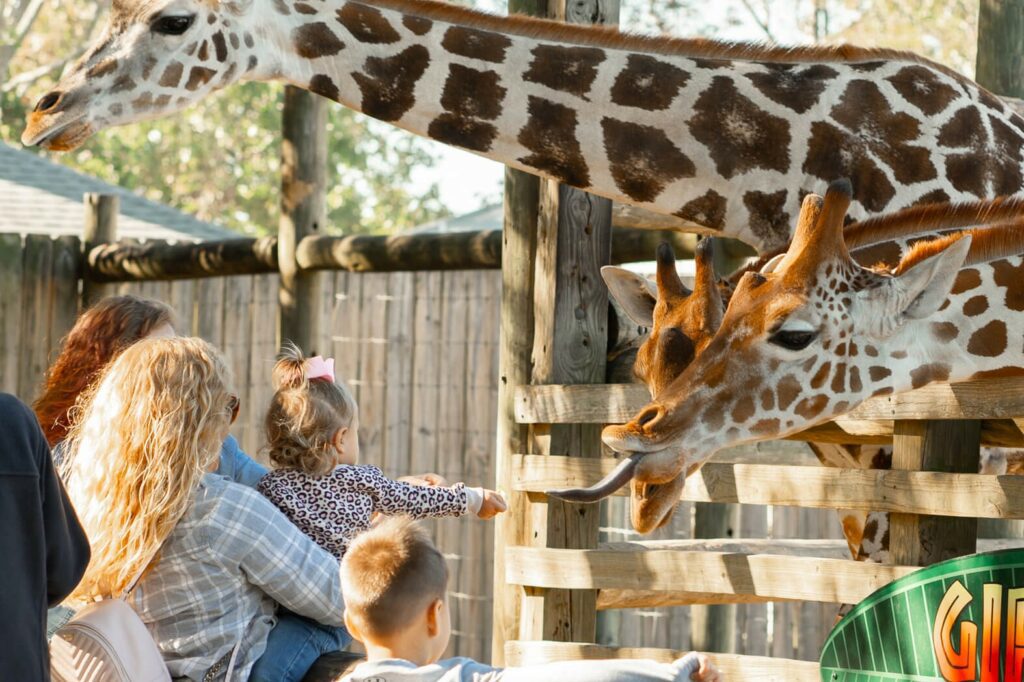 Navarre's Gulf Breeze Zoo offers many fun family activities, amongst which is a first hands experience with the animals, like feeding the giraffes.