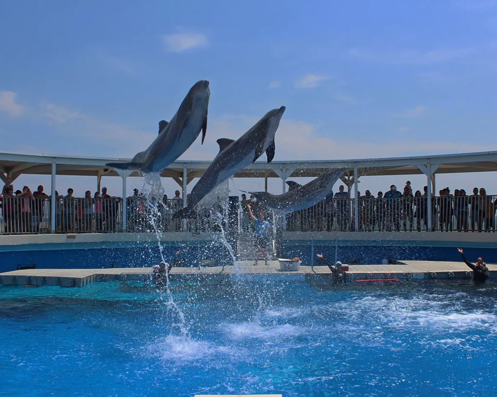 One the many fun and captivating dolphin shows at the Gulfarium Marine Adventure Park. Make sure to stop by here next time you're visiting Navarre.
