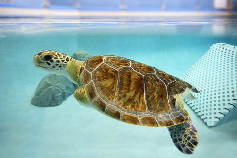 NBSTCC's Sweet Pea, one of the center's most popular rescue turtles.