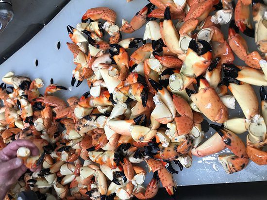 Stone Crab claws, freshly caught by Captain Anthony Manali in the waters of the Gulf of Mexico, by Anna Maria Island.